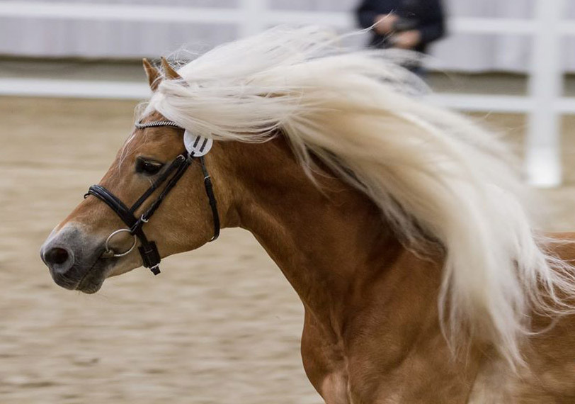 Haflinger Ponies